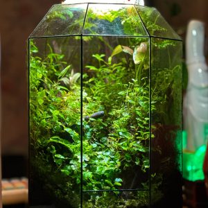Terrarium đa giác kích thước 20x20x30