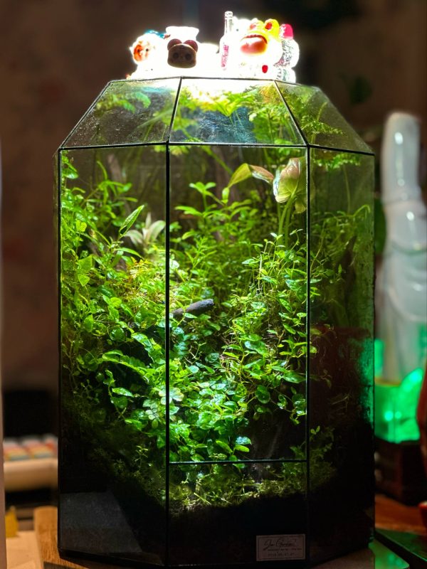 Terrarium đa giác kích thước 20x20x30