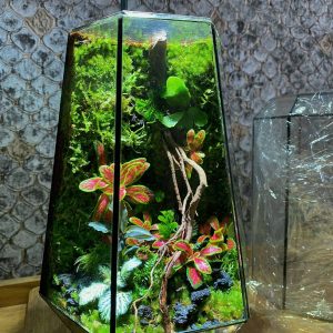 Concept Đặc Quyền Chênh Vênh